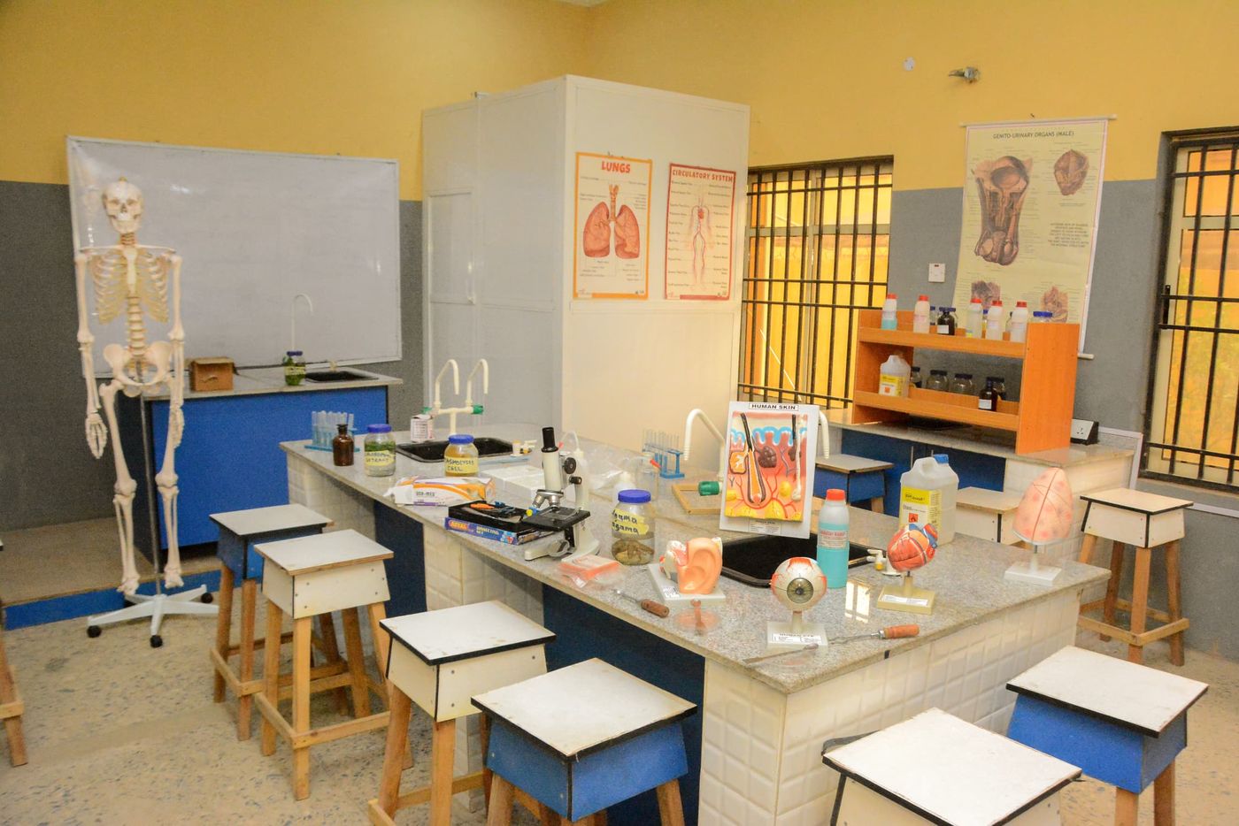 Biology laboratory with a skeleton model, anatomical charts, microscopes, and lab equipment